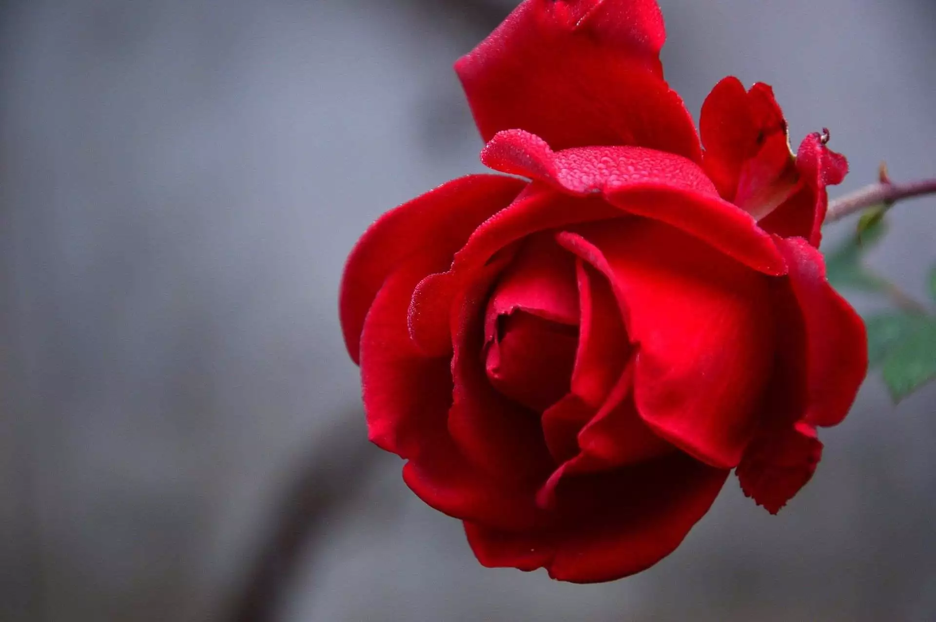 Kenapa Orang-orang Suka Ngasih Coklat dan Mawar saat Hari Valentine? 99