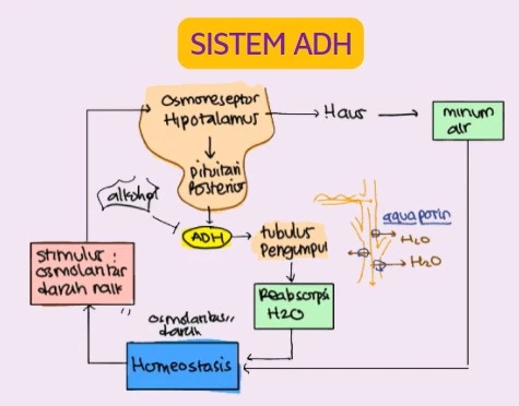 Proses yang terjadi pada sistem ADH 