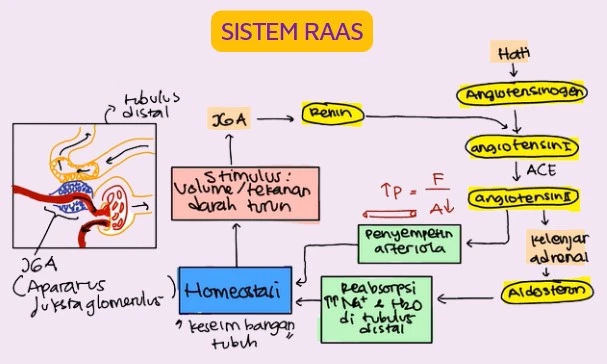 Proses yang terjadi pada sistem RAAS dan keadaan yang dapat menimbulkan pengeluaran renin