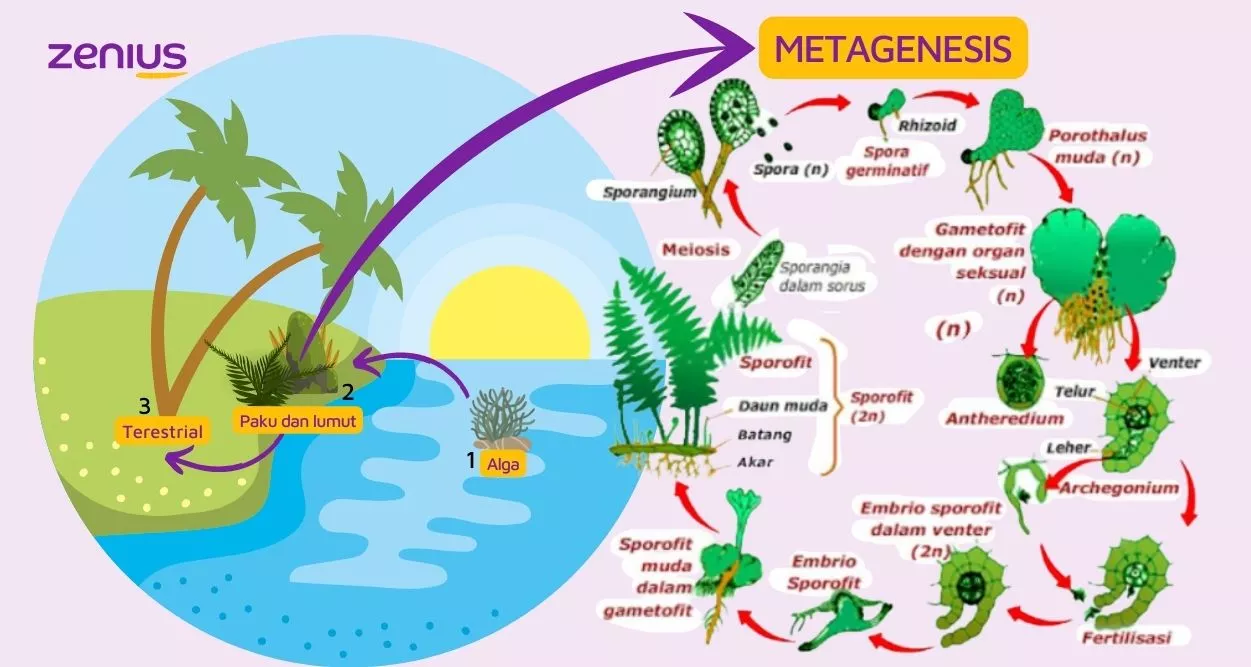 skema metagenesis tumbuhan paku zenius
