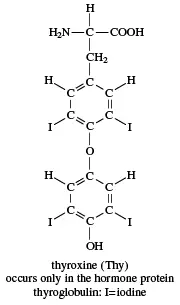 struktur kimia hormon tiroksin zenius education