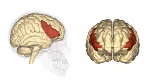 Ilustrasi inferior frontal gyrus kanan (Dok. Anatomography via https://creativecommons.org/licenses/by-sa/2.1/jp/deed.en)