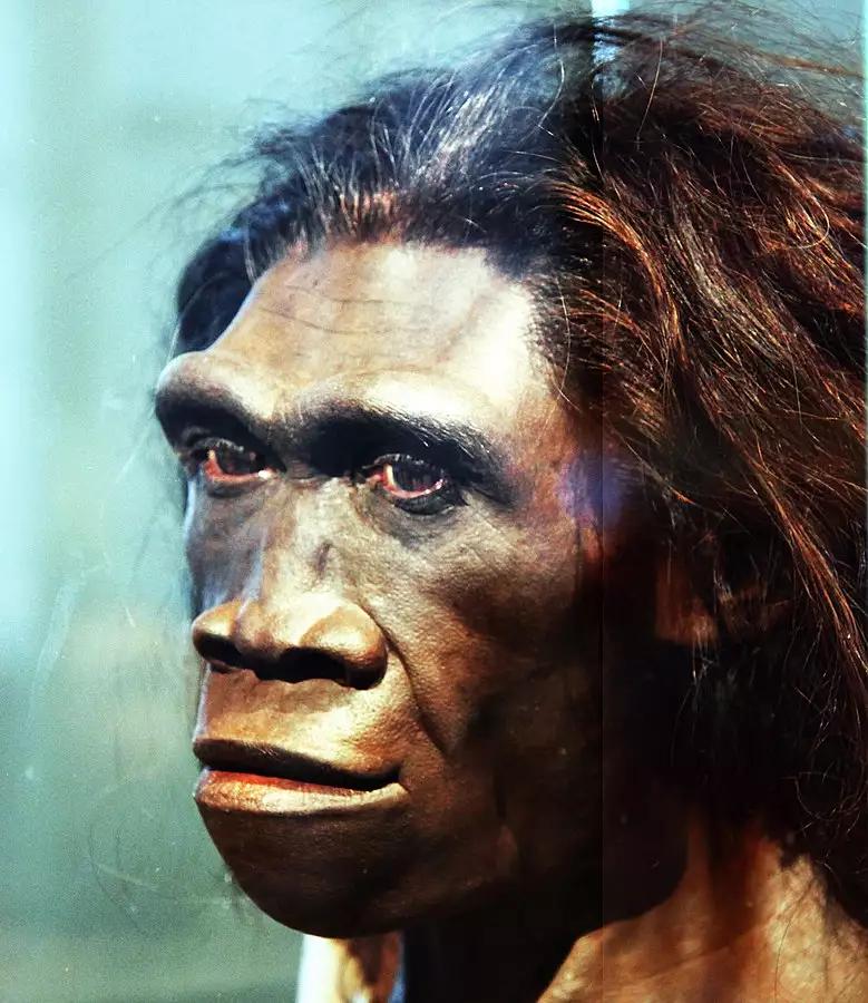 Ilustrasi Homo erectus dari zaman kuarter Zenius Education