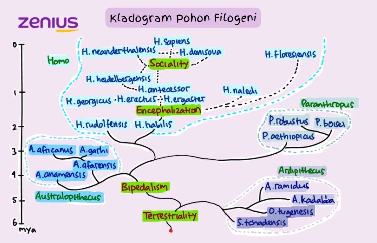 kladogram pohon filogeni zenius education