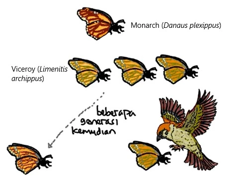 koevolusi pada kasus mimikri kupu kupu viceroy zenius