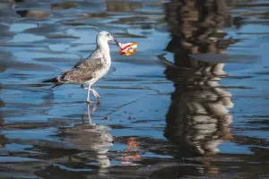 Ilustrasi burung dan sampah plastik di laut (Dok. Tim Mossholder via Unsplash)