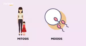 Fungsi pembelahan sel mitosis untuk pertumbuhan dan meiosis untuk reproduksi.