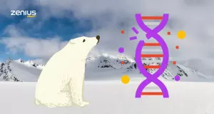 Mutasi gen pada beruang memunculkan populasi dengan rambut putih.