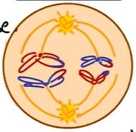 Tahap anafase I pada pembelahan sel secara meiosis.