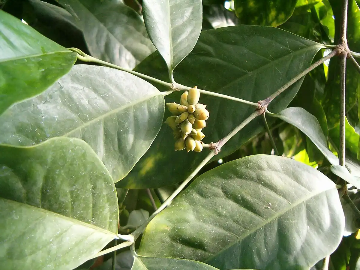 Contoh tumbuhan gnetum pohon melinjo