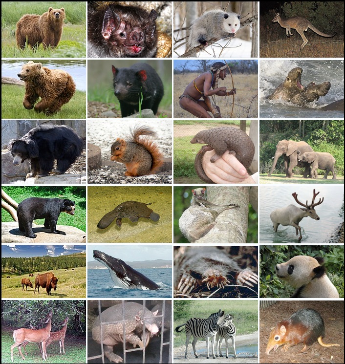 Klasifikasi hewan mamalia
