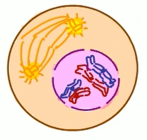 Tahap profase I pada pembelahan sel secara meiosis.