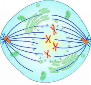 Tahap prometafase pada pembelahan sel secara mitosis.