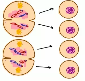 Tahap telofase II pada pembelahan sel secara meiosis, sel anak menjadi 4.