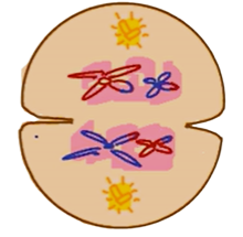Tahap telofase I pada pembelahan sel secara meiosis.