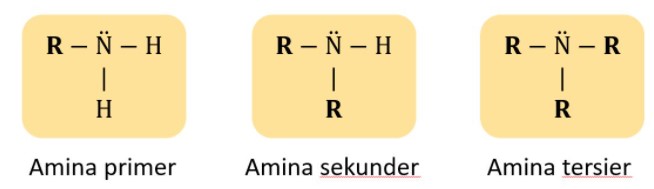 Klasifikasi AMINA