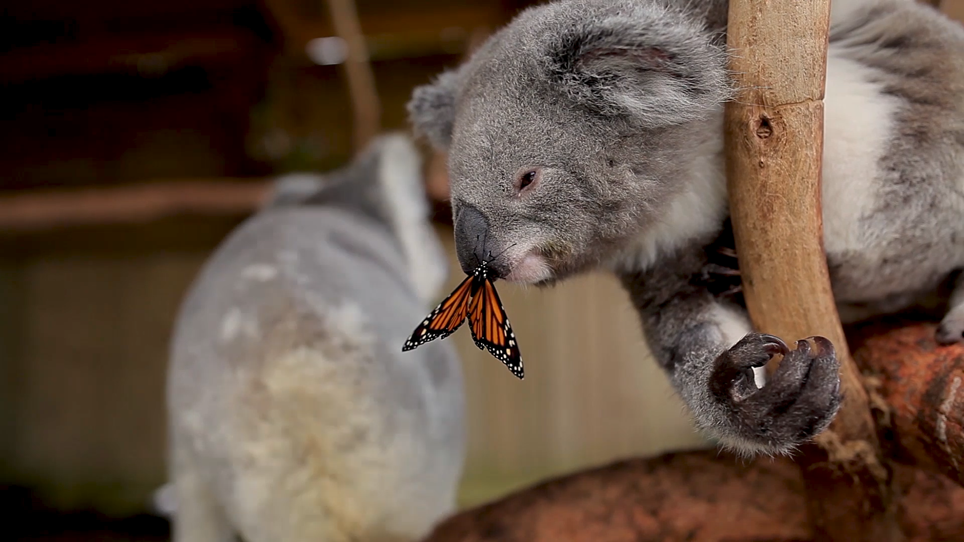 mogen, koala yang hidup di Symbio Wildlife Park, Australia.