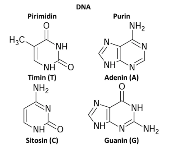 DNA tersusun dari nukleotida Adenin, Sitosin, Guanin, dan Timin.