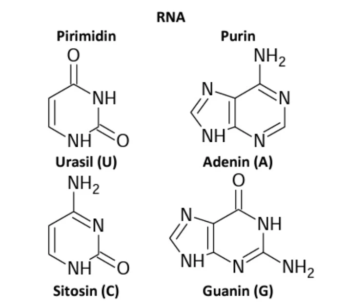 RNA tersusun dari nukleotida Adenin, Sitosin, Guanin, dan Urasil.