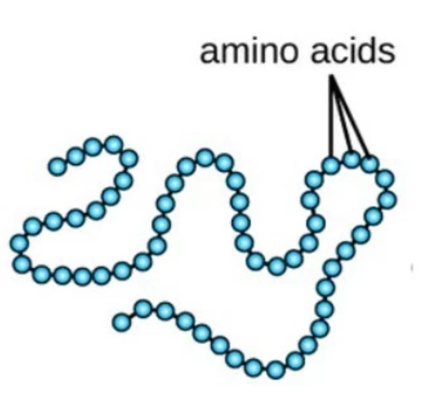 Struktur utama atau yang paling sederhana dari protein adalah rangkaian rantai asam amino.