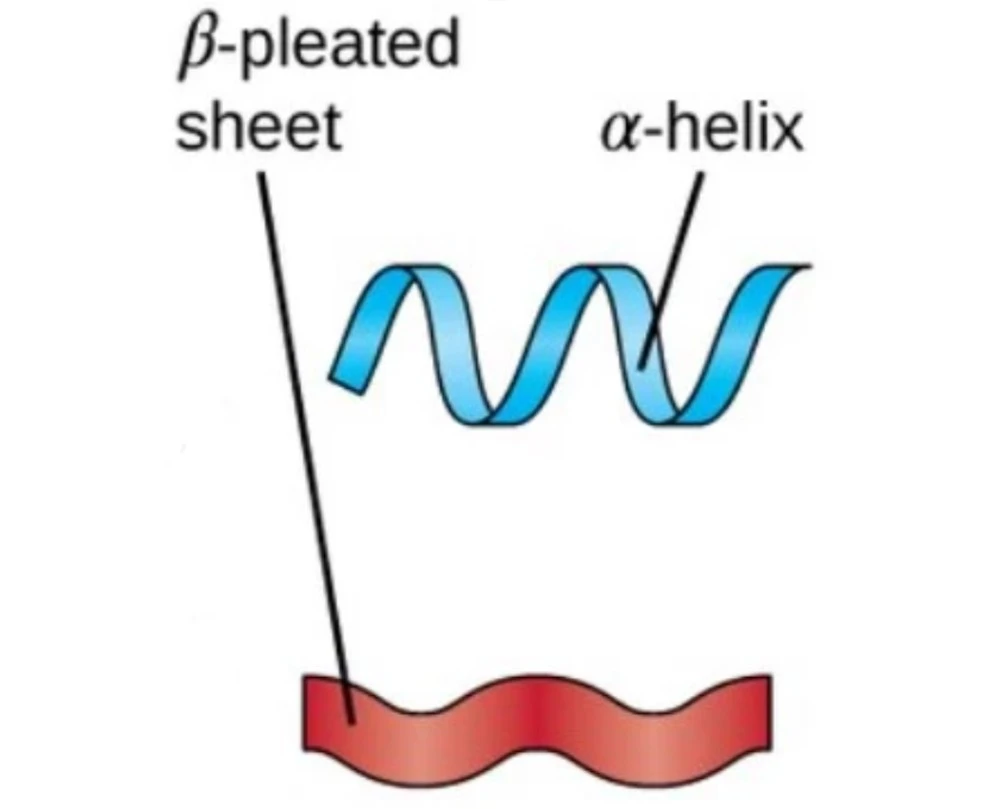 Struktur sekunder protein dapat dibedakan menjadi alpha-helix dan beta-sheet.