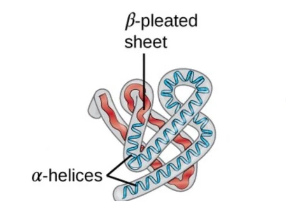 Bentuk struktur tersier dari protein yang dapat terbentuk oleh ikatan hidrogen dan ikatan hidrofobik.