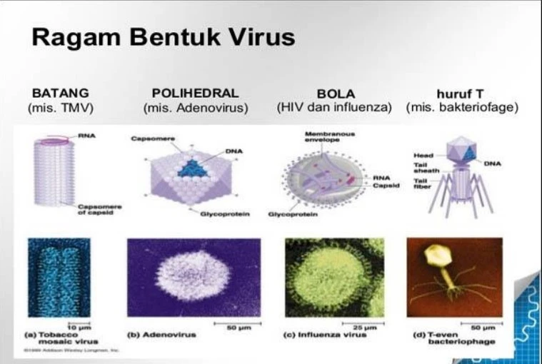Keempat ragam bentuk virus beserta sel di dalamnya dan contoh setiap penyakitnya.