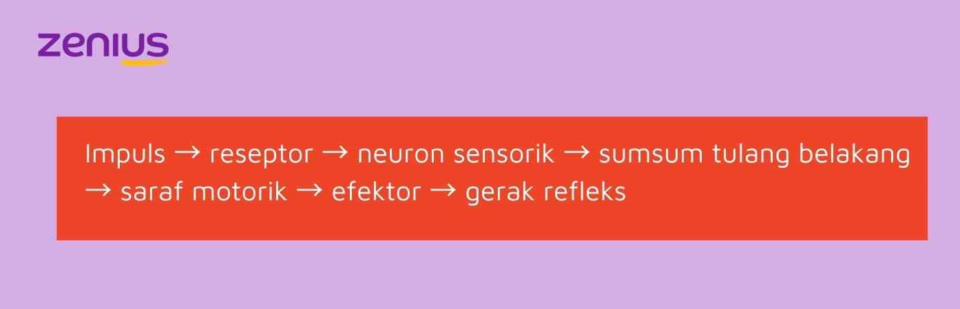 Gerak refleks monosinaptik hanya melibatkan neuron sensorik dan neuron motorik untuk kemudian menghasilkan gerak refleks untuk menghindari bahaya.
