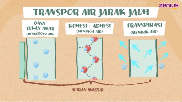 Ada tiga gaya transpor air jarak jauh yaitu gaya tekan akar, kohesi-adhesi, dan transpirasi.