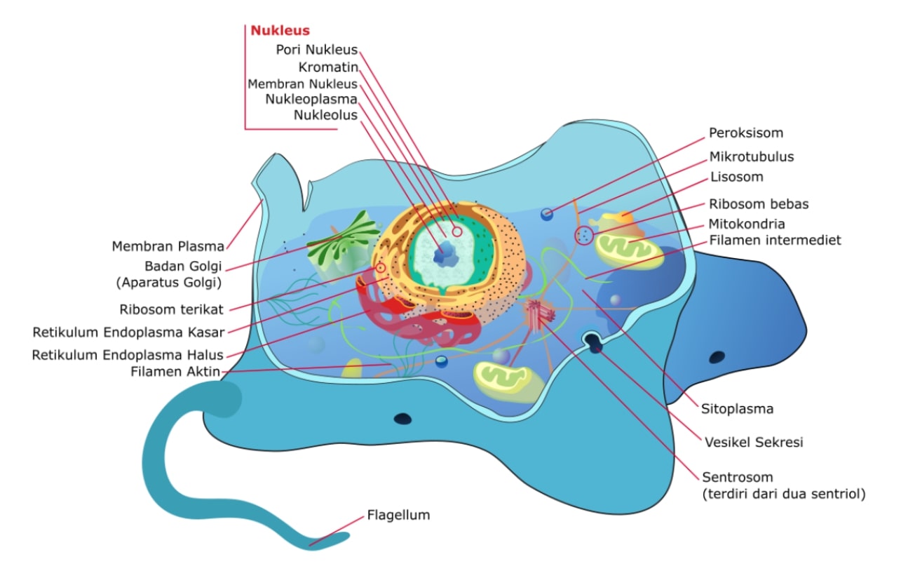 gambar organel sel hewan dan strukturnya