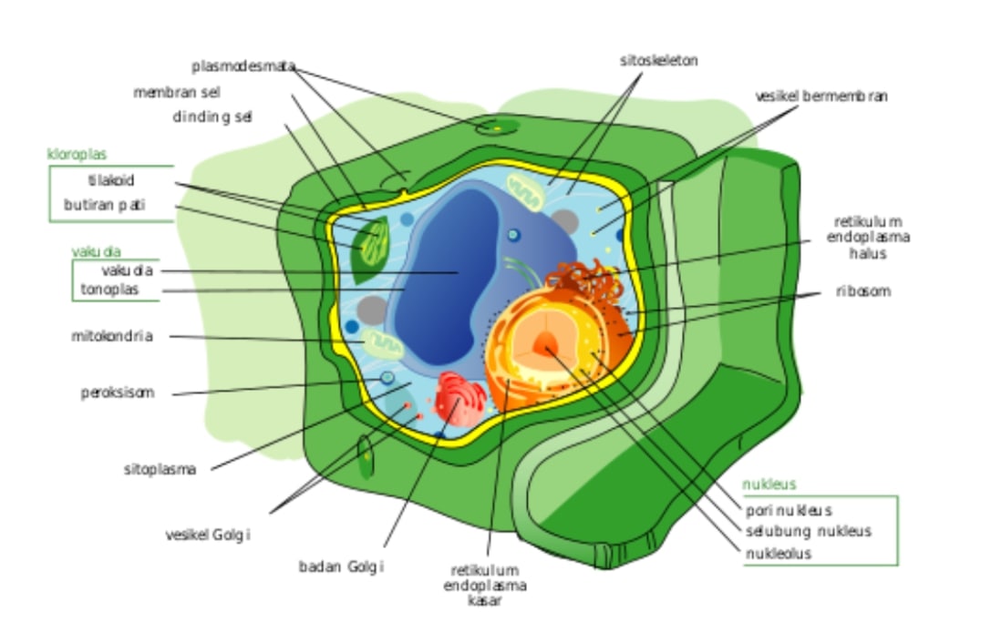 gambar organel sel tumbuhan dan strukturnya