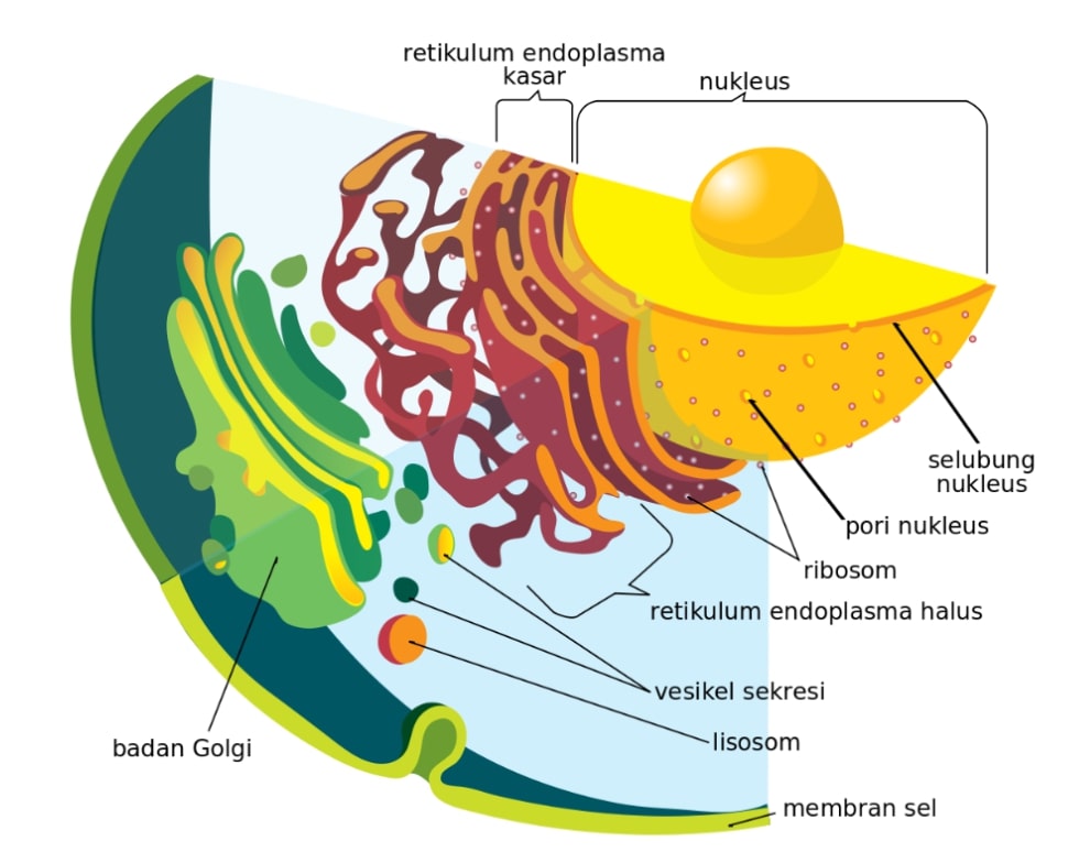 Ilustrasi struktur organel sel yang berisi badan golgi, retikulum endoplasma, nukleus, ribosom, vesikel sekresi, lisosom, dan membran sel.