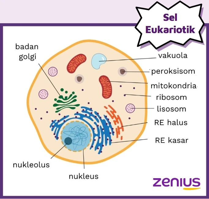 Gambar struktur sel eukariotik pada tumbuhan dan hewan.