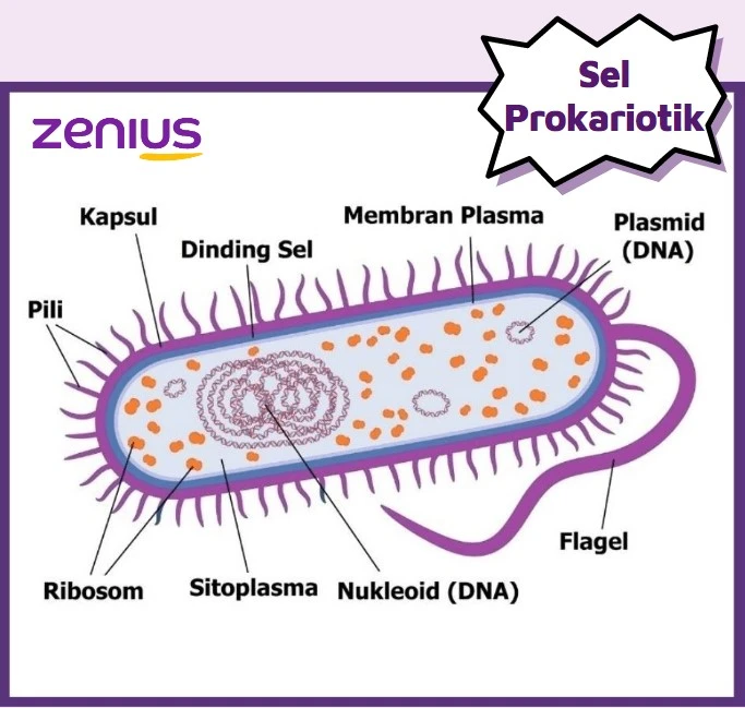 Gambar struktur sel prokariotik.