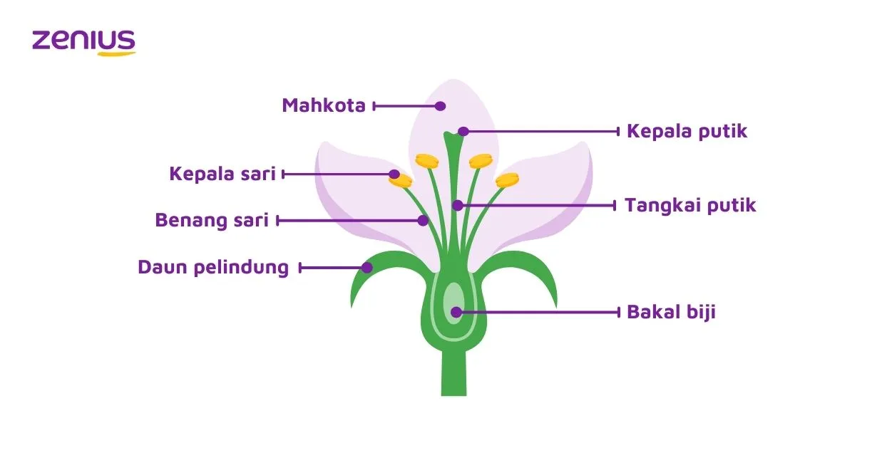 Bentuk struktur bunga yang akan menjadi tempat terjadinya proses fertilisasi pada tumbuhan berbiji.