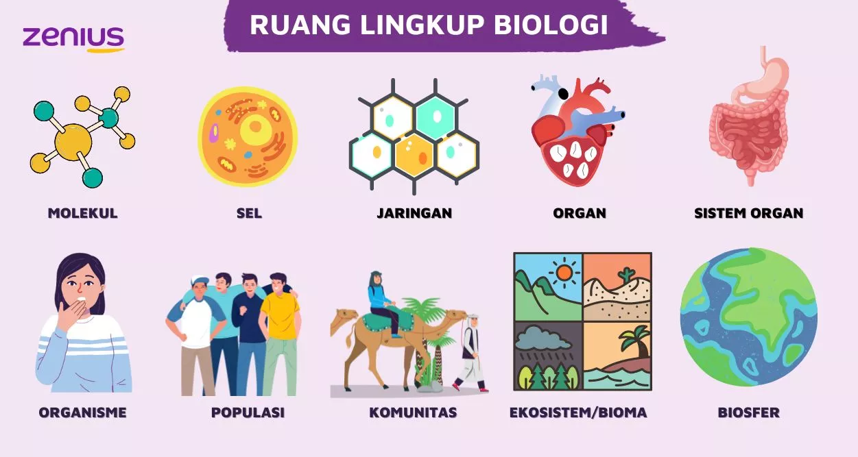 Ruang lingkup Biologi terbagi menjadi berbagai macam bidang ilmu.