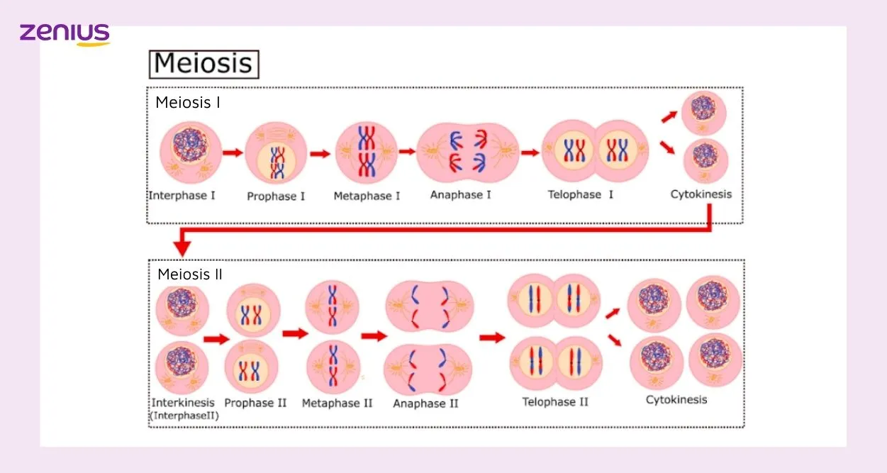 Fase tahap pembelahan meiosis beserta gambarnya.