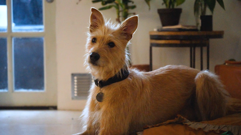 Seekor anjing yang menjadi tokoh Fig dalam video “A Great Home for Fig”