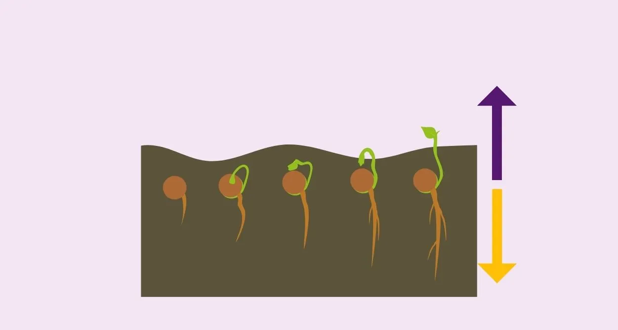 Fungsi jaringan meristem bagi tumbuhan adalah untuk pertumbuhan.
