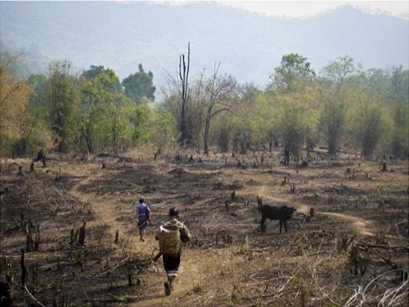 Metode tradisional swidden merupakan metode pembukaan lahan pertanian dengan menebang dan membakar lahan.