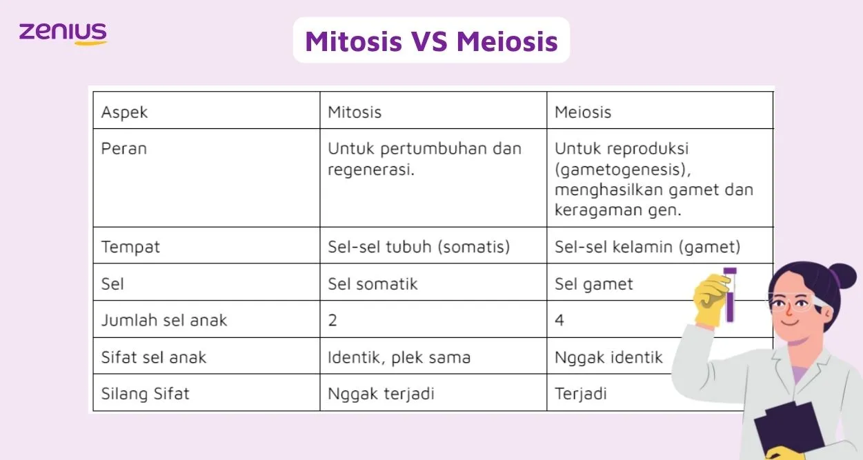 Tabel perbedaan mitosis dan meiosis