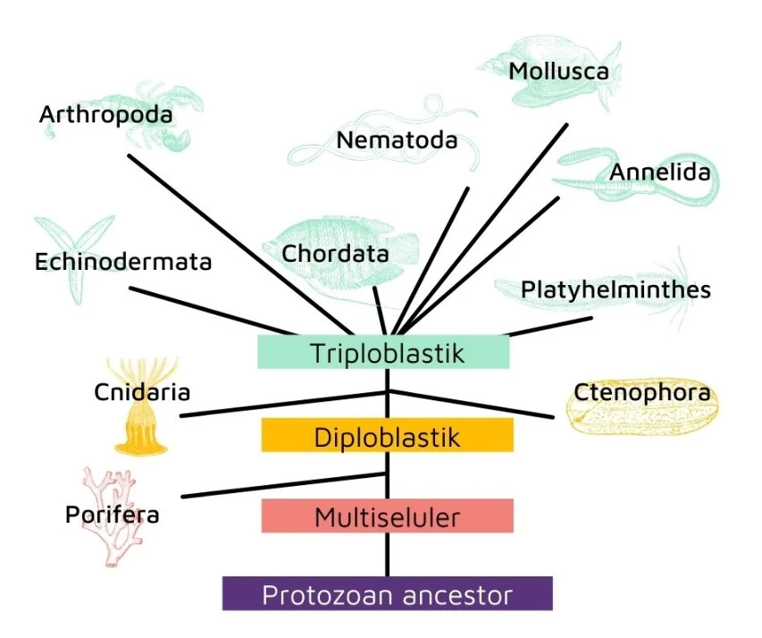 Pengelompokan filum hewan berdasarkan jaringan penyusun triploblastik dan diploblastik. 