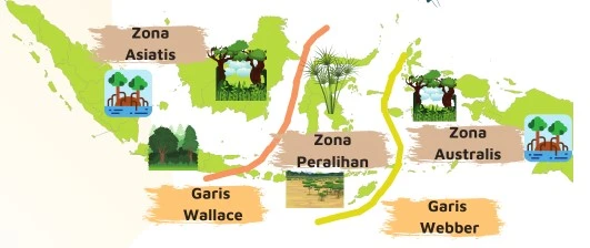 Peta persebaran flora di Indonesia berdasarkan garis Wallace dan Weber.