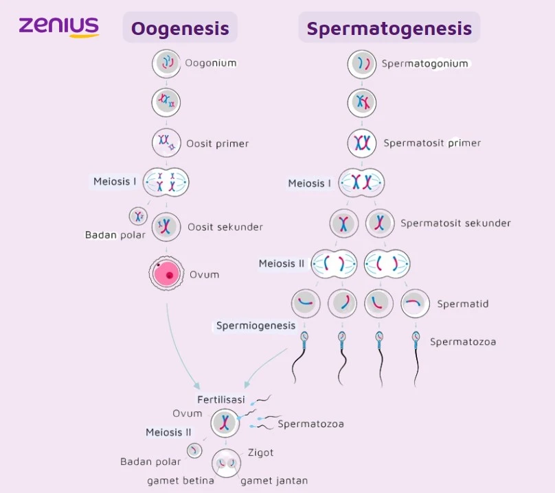 Bagan proses gametogenesis dari oogonium atau spermatogonium hingga dibentuknya gamet jantan atau gamet betina.