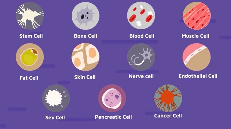 Ilustrasi berbagai contoh sel yang menyusun suatu makhluk hidup, seperti sel tulang, sel darah, sel otot, dan sel kanker.