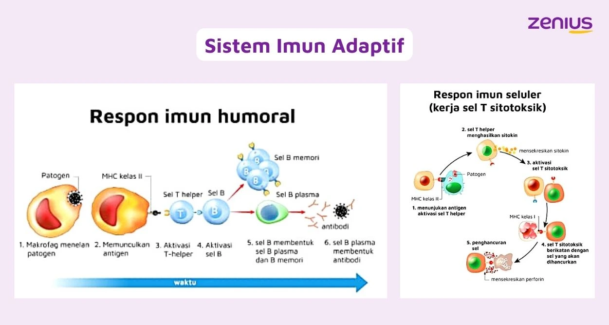 Respons imun humoral dan respons imun seluler pada sistem imun adaptif.