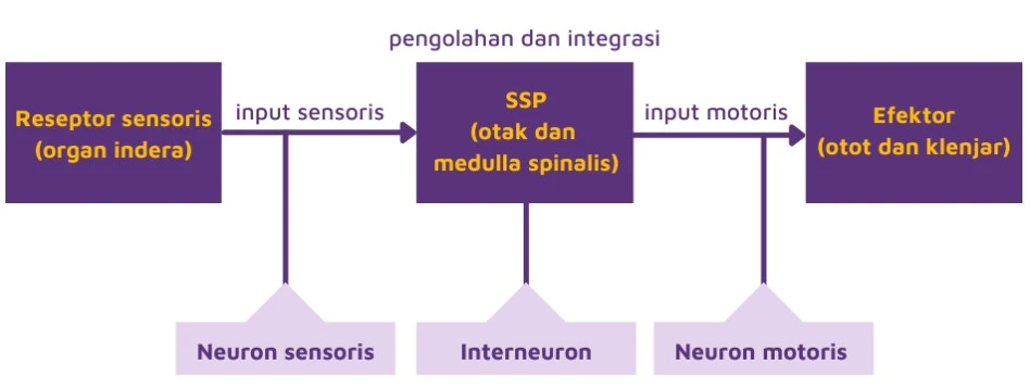 Ilustrasi proses sistem saraf dan indera melalui input motoris.