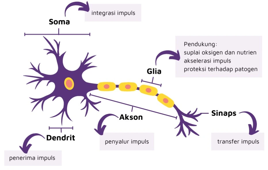 Struktur neuron dalam sistem saraf dan indra.