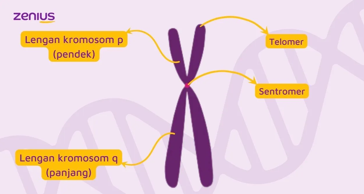 Ilustrasi struktur kromosom.