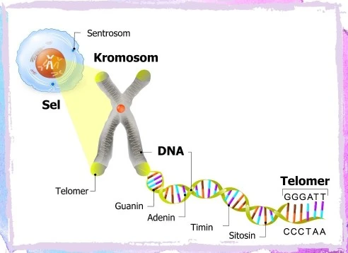 Ilustrasi letak kromosom dan penyusunnya.